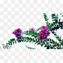颜色鲜艳的紫薇花