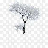 冬季雪景风光大树