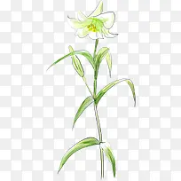 手绘白色纯洁花朵植物