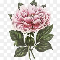 卡通花素描花剪影 卡通唯美牡丹