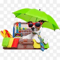 夏日绿色雨伞小狗摄影行李箱