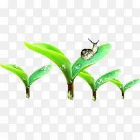 蜗牛爬行露珠树叶
