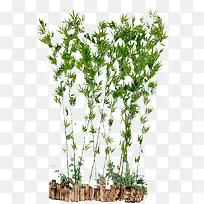 绿色竹子盆栽图片