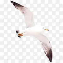 白色飞翔的海鸥
