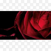 黑底盛开红色玫瑰海报背景