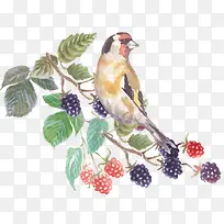 卡通手绘水果与鸟