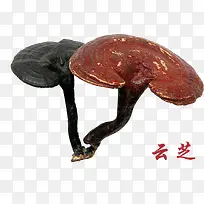 药材云芝