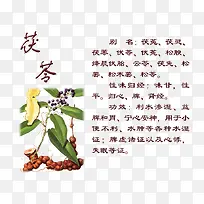 茯苓药材