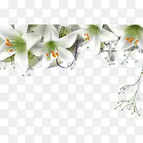 百合花装饰花边