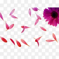 粉菊花瓣图片素材