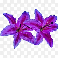 美丽的紫荆花