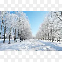 高清摄影森林冬季的雪景