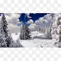 冬季森林雪景摄影图