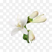白色茉莉花卉