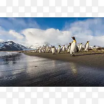 蓝天海面企鹅摄影