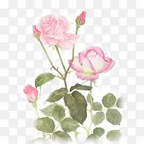 手绘浅粉玫瑰植物花朵