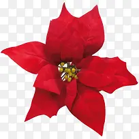 圣诞节红色装饰花朵素材