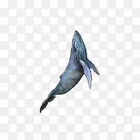 海豚装饰元素
