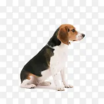 大耳朵比格犬