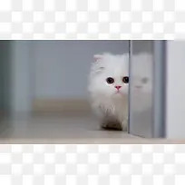动物猫白色躲藏壁纸