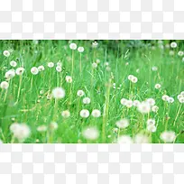 漫山遍野的蒲公英花朵