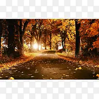 棕色秋天落叶小路