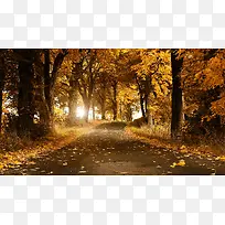 秋叶落叶泛黄树叶道路
