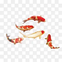 红色花斑锦鲤