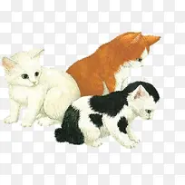 三只猫咪