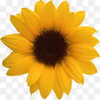 高清摄影黄色的向日葵花卉效果