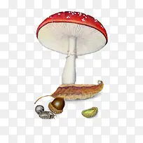 森林植物蘑菇