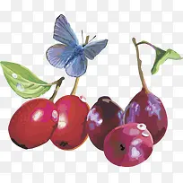 水果矢量图葡萄红枣