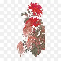 红色菊花工笔画装饰图案