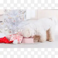 圣诞树与小狗