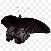 黑色翅膀蝴蝶