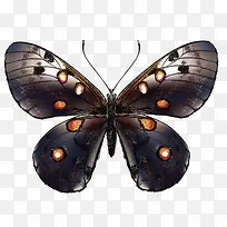 矢量斑纹蝶