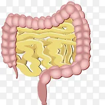 矢量肠道器官