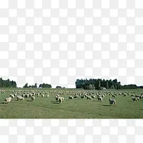 草地上的牛羊