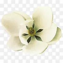 白色玉兰花花卉