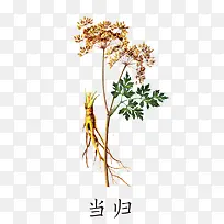 中药材当归