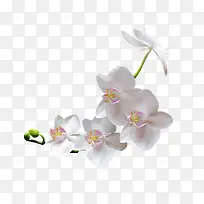 夹竹桃白色花朵花枝