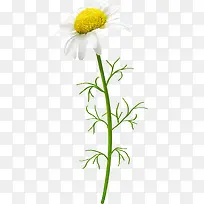 盛开的小黄花