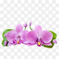浅紫花