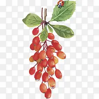 水果矢量图葡萄红枣