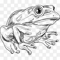 手绘线条青蛙