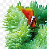 海报沙滩海洋珊瑚小鱼