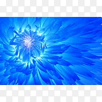 水彩画盛放的蓝色花卉海报背景
