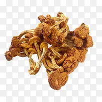 珍珠菇样品