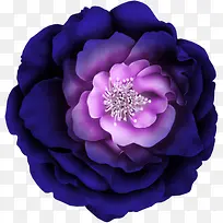 紫色高清大花图片
