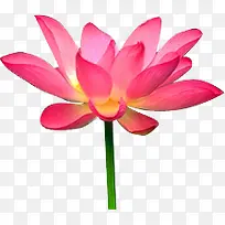 莲花